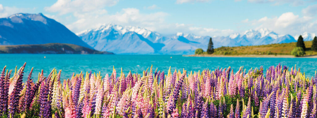 Home south nz sights lake tekapo banner